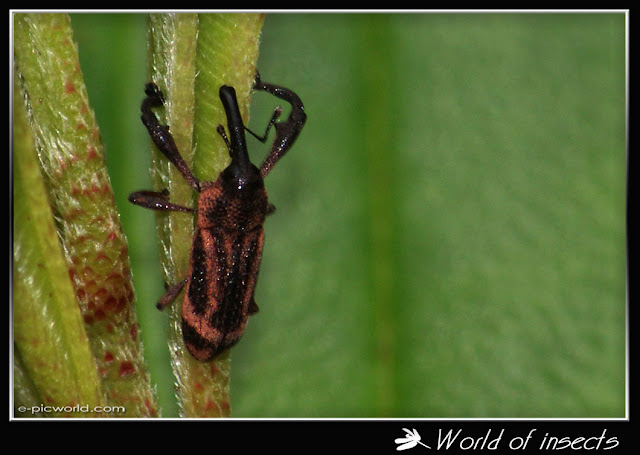 beetle picture