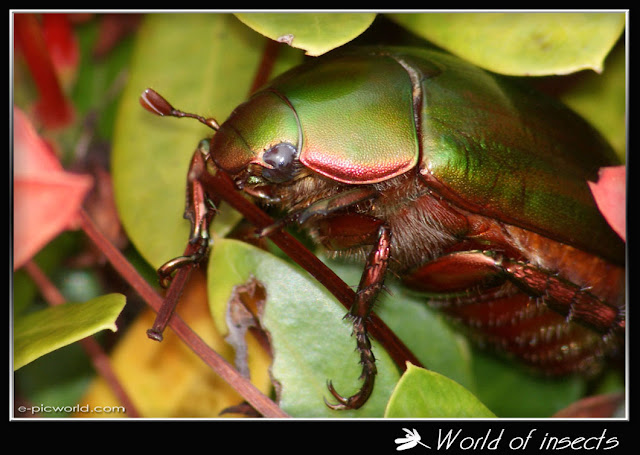 beetle picture