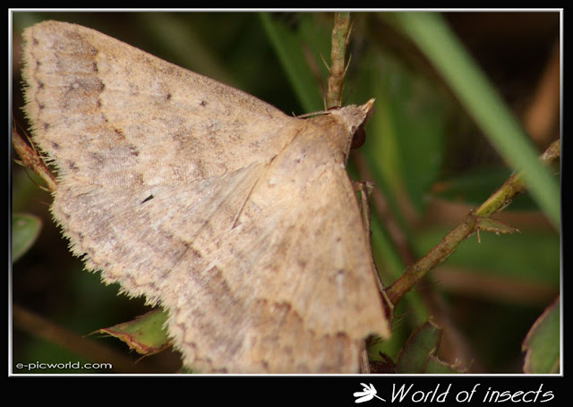 moth picture