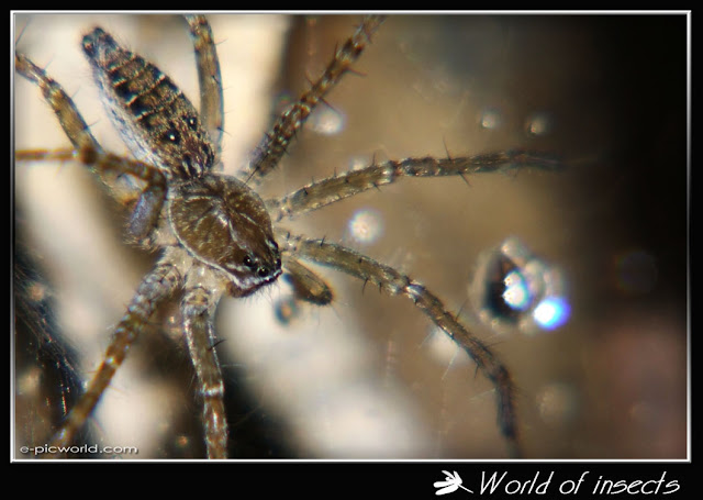 spider picture