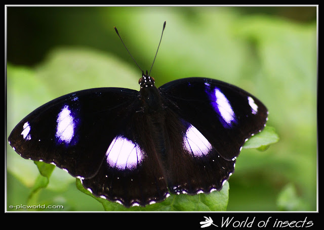 butterfly picture