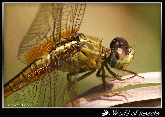 dragonfly picture