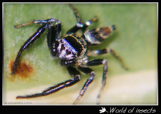 jumping spider picture
