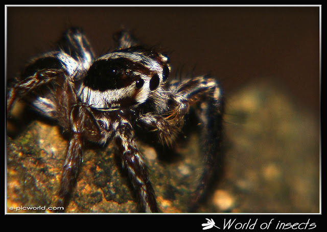 spider picture