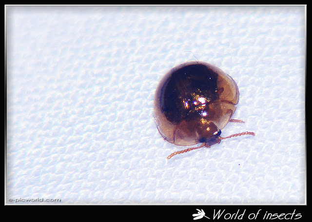 beetle picture