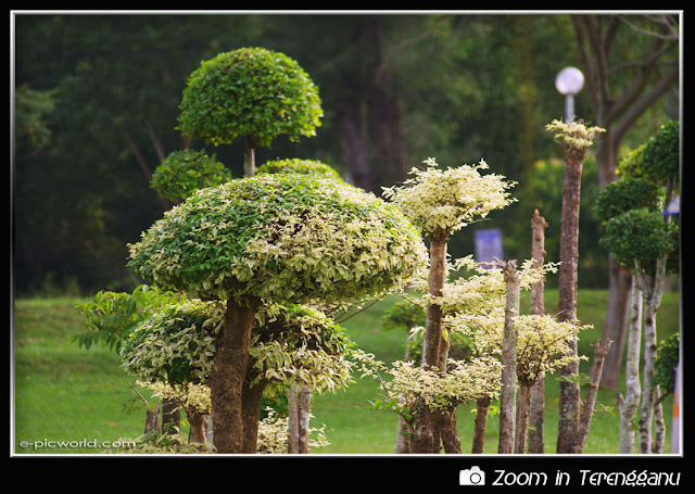 Bonsais at Batu Buruk garden picture
