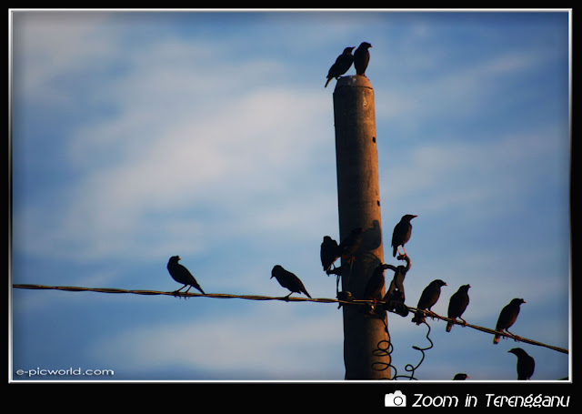 flock of crows picture