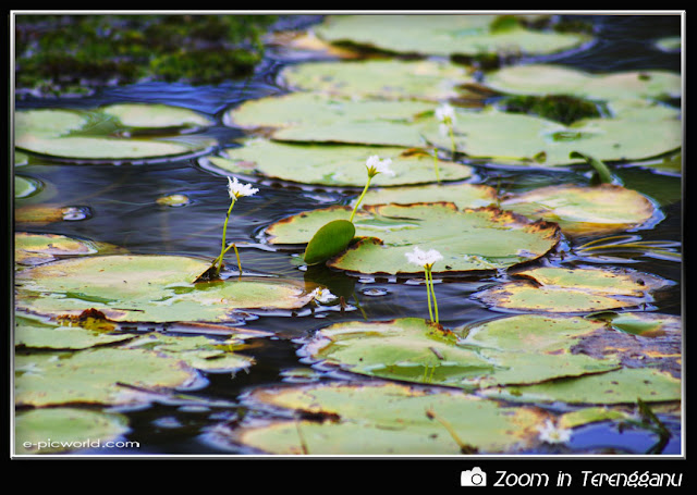 water lilies picture