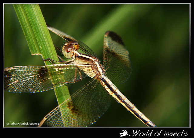 dragonfly picture