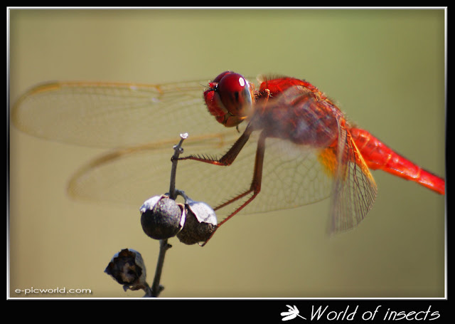 Dragonfly picture