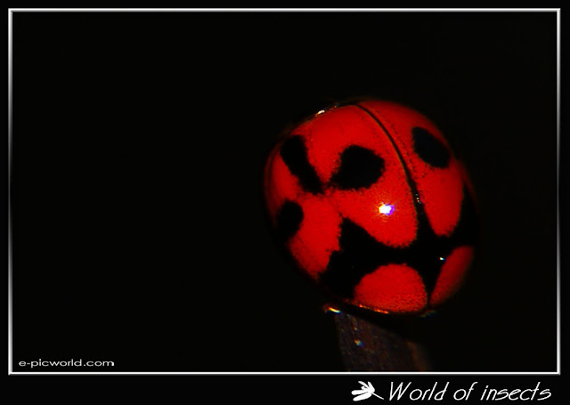 Beetle - Lady bug picture