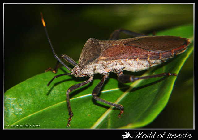 shield bug picture