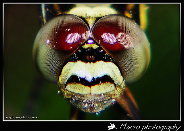 malaysian tiger dragonfly macro picture