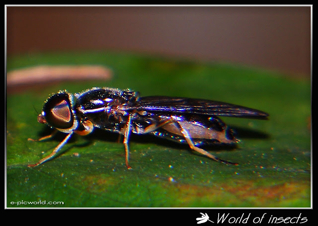 fly photo