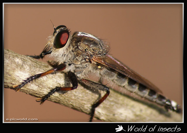 robberfly picture