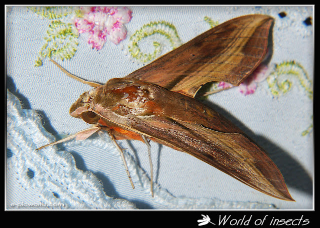 moth picture