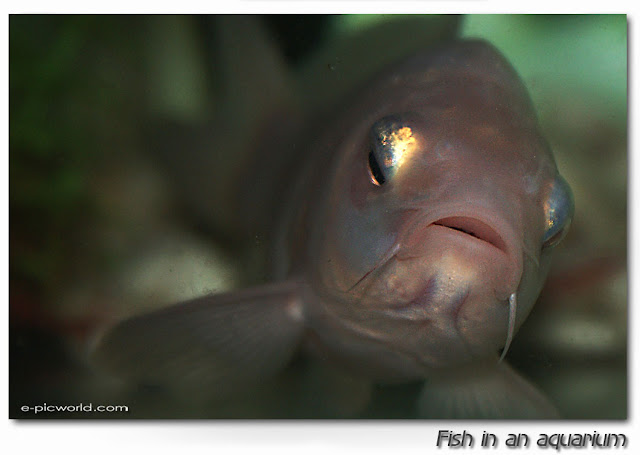 fish in an aquarium close up pictures