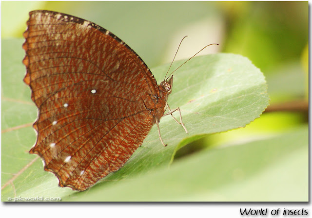 butterfly insects picture
