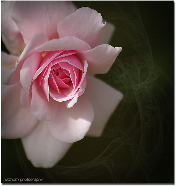 a pink rose picture