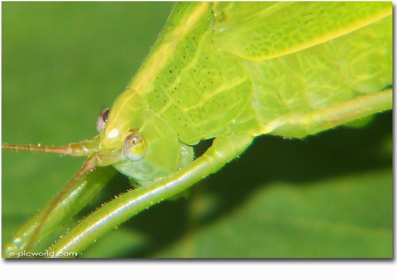 grasshopper macro
