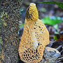 Bridal veil fungus