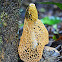 Bridal veil fungus