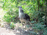 Toledo Zoo 2006 074.jpg