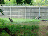 Toledo Zoo 2006 024.jpg