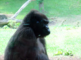 Toledo Zoo 2006 123.jpg