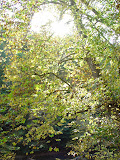 DSC09525.JPG