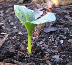 green bean seedling