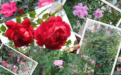 The roses are loving this cool