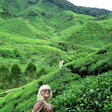 Cameron Highlands