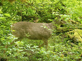 P5290020.JPG