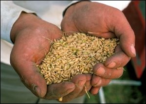 [GeneticallyModified_rice3.jpg]
