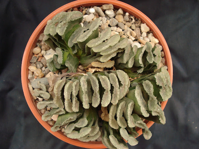 Kaktuszok és pozsgások • View topic - Furcsa alkatú pozsgás növények