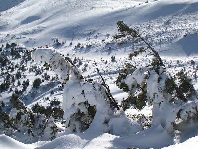 trees_in_snow_on_dragobrat