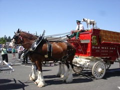 [Budweiser Clydesdales at McChord AFB, WA 011[2].jpg]