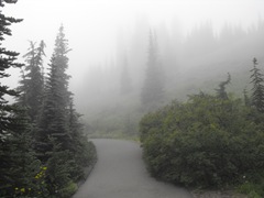 [Mt. Rainier National Park 218[2].jpg]