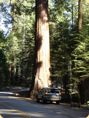 Yosemite National Park, CA 267