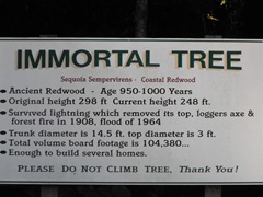 [Avenue of the Giants-Ancient Redwoods 043[2].jpg]