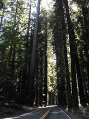 [Avenue of the Giants-Ancient Redwoods 074[2].jpg]