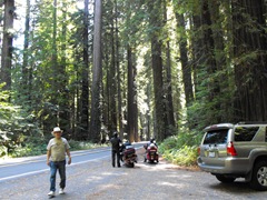 [Avenue of the Giants-Ancient Redwoods 073[2].jpg]