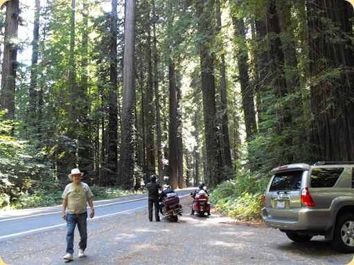 Avenue of the Giants-Ancient Redwoods 073