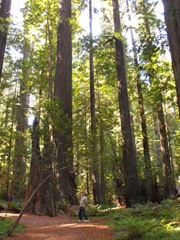 [Avenue of the Giants-Ancient Redwoods 093[2].jpg]