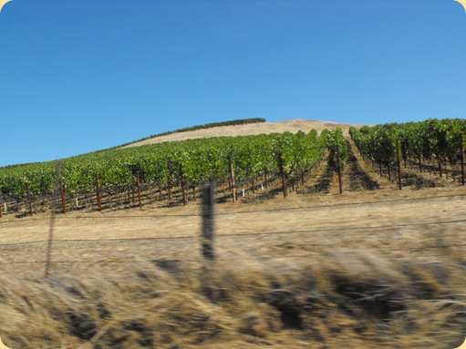 Napa Valley Vineyards 175