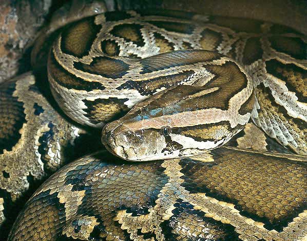 [python copy[3].jpg]