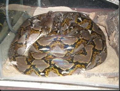 ular sawa batik