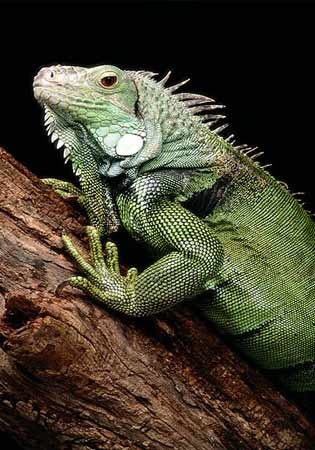 [green-iguana[3].jpg]