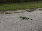 East Delray is about Over Run with Iguanas